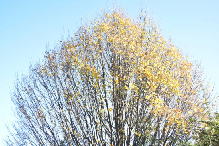 Bare-branched tree dotted with yellow autumn leaves against a clear blue sky.